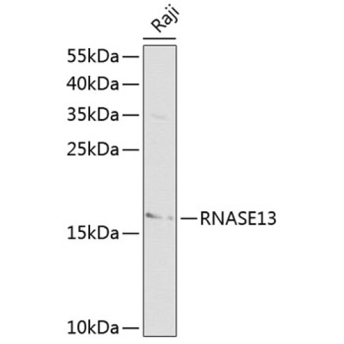 RNASE13 Rabbit pAb