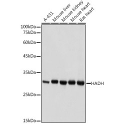 HADH Rabbit pAb