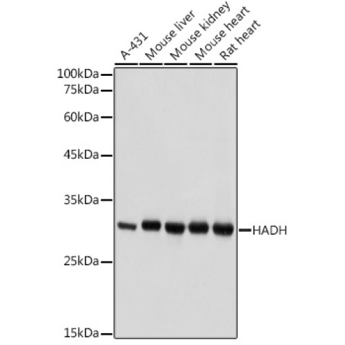HADH Rabbit pAb