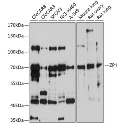 ZP1 Rabbit pAb