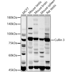 Cullin 3 Rabbit pAb