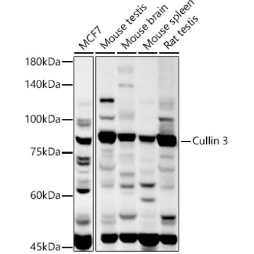 Cullin 3 Rabbit pAb