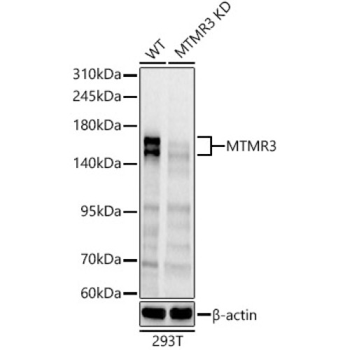 [KD Validated] MTMR3 Rabbit pAb
