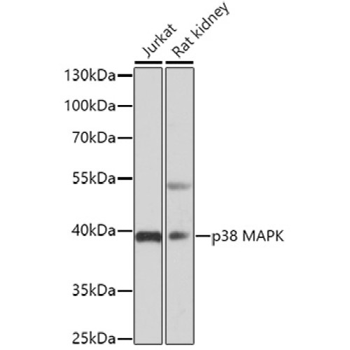 p38 MAPK Rabbit pAb