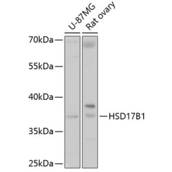 HSD17B1 Rabbit pAb