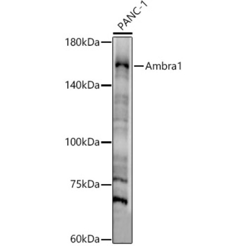 Ambra1 Rabbit pAb