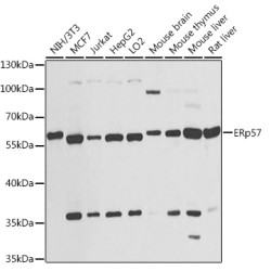 ERp57 Rabbit pAb