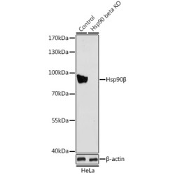 [KO Validated] Hsp90β Rabbit pAb