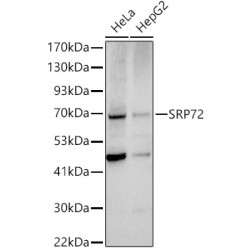SRP72 Rabbit pAb