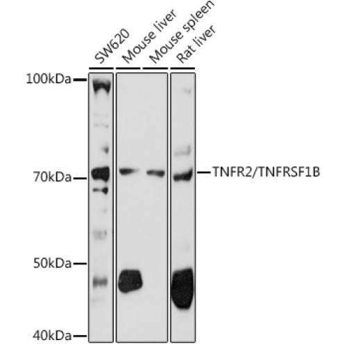 TNFR2/TNFRSF1B Rabbit pAb