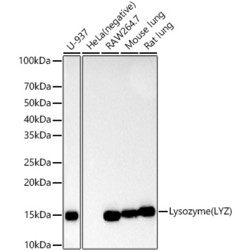 Lysozyme (LYZ) Rabbit mAb