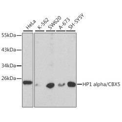 HP1 alpha/CBX5 Rabbit pAb