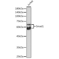 Smad1 Rabbit pAb