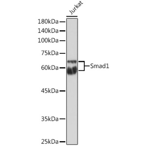 Smad1 Rabbit pAb