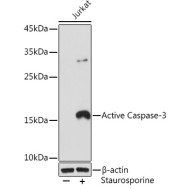 active Caspase-3 Rabbit mAb