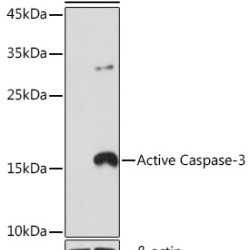 active Caspase-3 Rabbit mAb