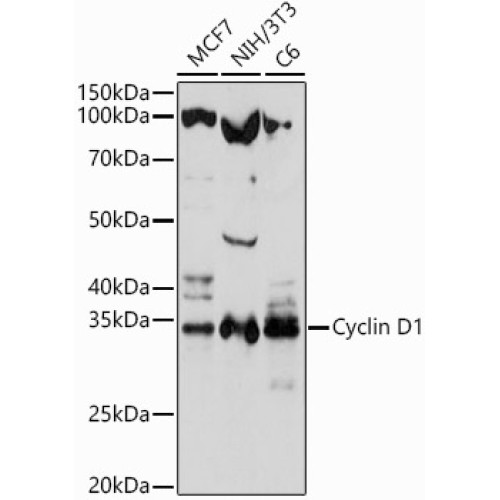Cyclin D1 Rabbit pAb
