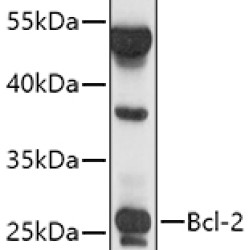 Bcl-2 Rabbit pAb