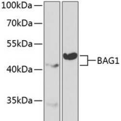 BAG1 Rabbit pAb