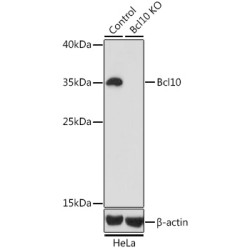 [KO Validated] Bcl10 Rabbit pAb