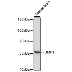 DMP1 Rabbit pAb