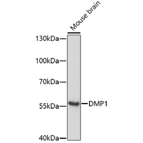 DMP1 Rabbit pAb