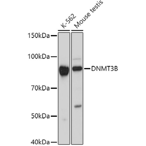 DNMT3B Rabbit pAb