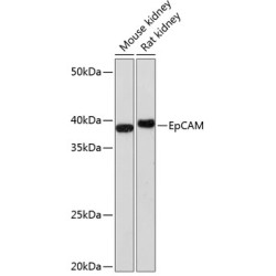 EpCAM Rabbit mAb