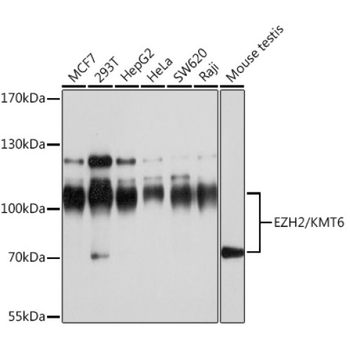 EZH2/KMT6 Rabbit pAb