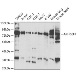 ARHGEF7 Rabbit pAb
