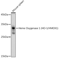 Heme Oxygenase 1 (HO-1/HMOX1) Rabbit pAb