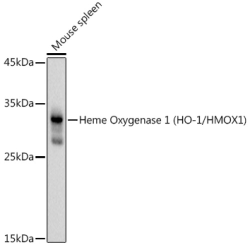 Heme Oxygenase 1 (HO-1/HMOX1) Rabbit pAb
