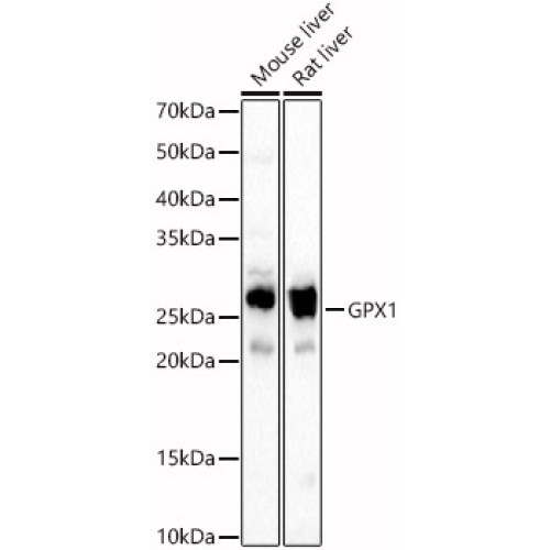 GPX1 Rabbit pAb