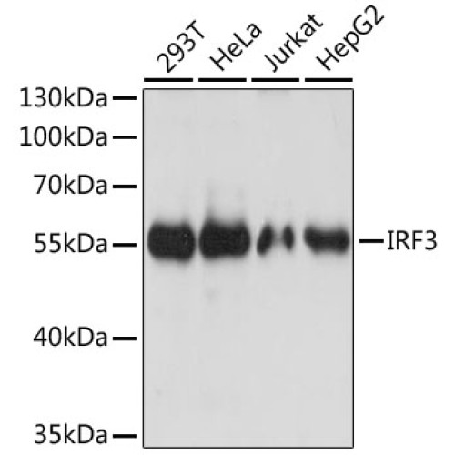 IRF3 Rabbit pAb