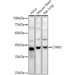 CYR61 Rabbit pAb