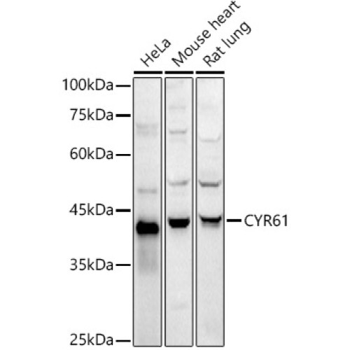 CYR61 Rabbit pAb
