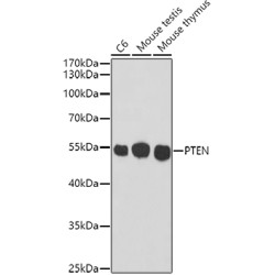 PTEN Mouse mAb