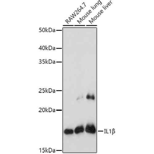 IL1β Rabbit pAb