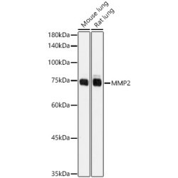 MMP2 Rabbit pAb