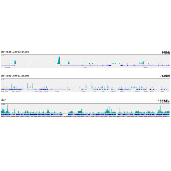 [KO Validated] CDK9 Rabbit mAb