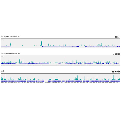 [KO Validated] CDK9 Rabbit mAb