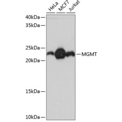 MGMT Rabbit mAb