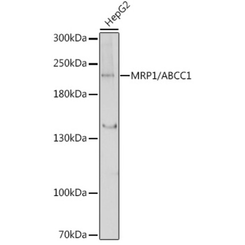 MRP1/ABCC1 Rabbit pAb