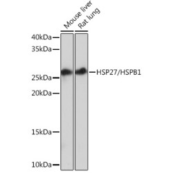 HSP27/HSPB1 Rabbit mAb