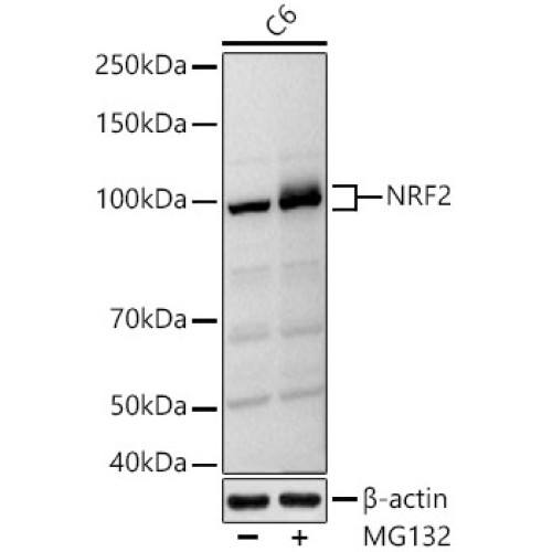 NRF2 Rabbit pAb