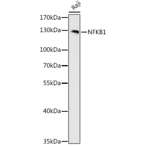 NFKB1 Rabbit pAb