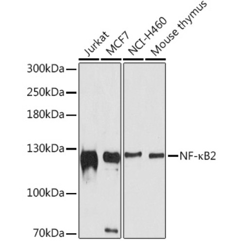 NF-κB2 Rabbit pAb