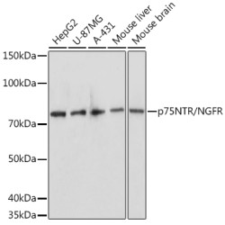 p75NTR/NGFR Rabbit pAb