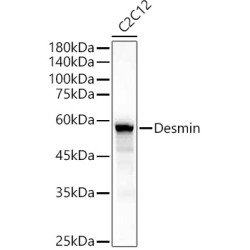 Desmin Rabbit pAb