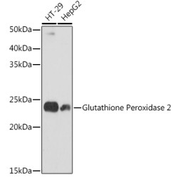 Glutathione Peroxidase 2 Rabbit mAb